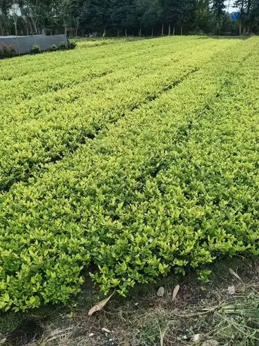 单个网球拍怎么用的多